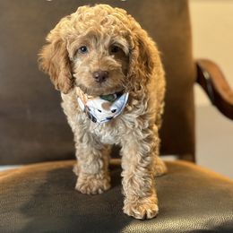 Cockapoo Puppies from 10-Acre Woods Cockapoos
