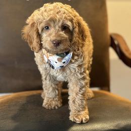 Cockapoo Puppies from 10-Acre Woods Cockapoos