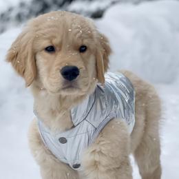 Golden Retriever Puppies from Dogwood Springs Golden Retrievers