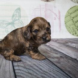 Cockapoo and Goldendoodle Puppies from Capital Doodles