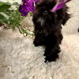 Shih Tzu puppies from LuLu’s Shih Tzu’s of Michigan
