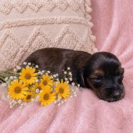 Posy - Brindle female Dachshund puppy in Richmond, Virginia from Paw Prints