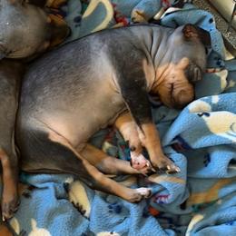 Punkin - Black tan and white female American Hairless Terrier puppy in Toto, Indiana from Toto Terriers