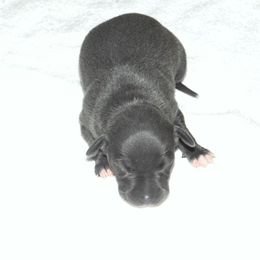 Lola Male 1 - Blue male Italian Greyhound puppy in Caryville Fl And Sparta Tn, Tennessee from Summerwind Kennel