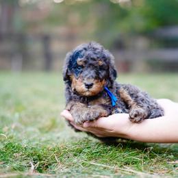 Blue collar - Blue merle male Bernedoodle puppy in Spokane, Washington from Doodle Love