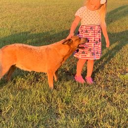 Sofia - Australian Cattle Dog