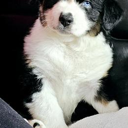 Australian Shepherd Puppies from Gypsy River Aussies