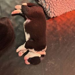 Girl 2 - Black Border Collie puppy in Lititz, Pennsylvania from Hounds of Rabbit Hill