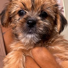 Girl 2 - Black gold and white female Shorkie puppy in Florida from Shih tzus and Shorkies Galore