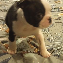 Boston Terrier Puppies from Lotus Life Puppies