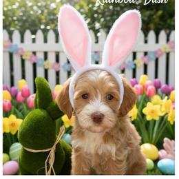 Rainbow Dash - Apricot female Australian Labradoodle puppy in Gladstone, Oregon from Beaver State Labradoodles