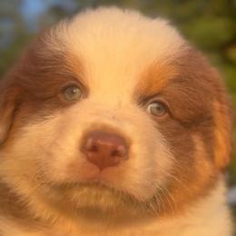 Twister - Red tri-color male Australian Shepherd puppy in Morrow, Ohio from OakHaven Acres Aussies
