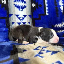 SOL - Black tri-color male Australian Shepherd puppy in Pendleton, Oregon from High West Aussies