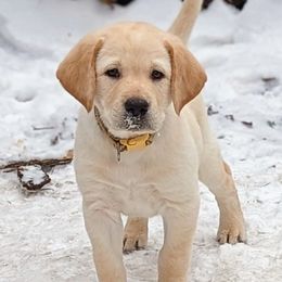 Labrador Retrievers from Lake Star Labs