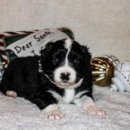 "Black bi female " Australian Shepherd and Toy Australian Shepherd Puppies from Little Creek Ranch