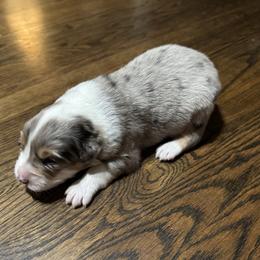 Boy 2 - Blue merle male Australian Shepherd puppy in Chino, California from RanchLand Aussies HC