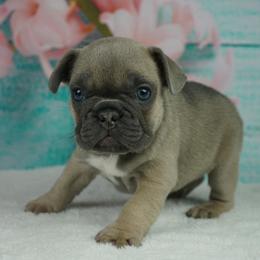 French Bulldog Puppies from Frenchies A La Mode