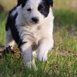 Joan - Black and white female Border Collie puppy in Custer, South Dakota from Pinpoint Border Collies