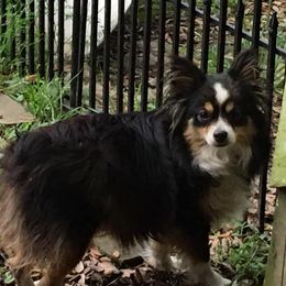 Miniature Australian Shepherds and Toy Australian Shepherds from Circle B Plus Farm