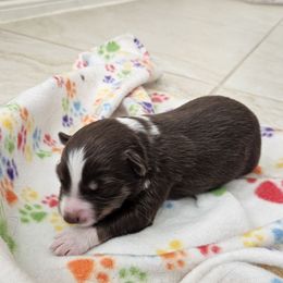 RTM - Red tri-color male Australian Shepherd puppy in Magnolia, Texas from Oasam Aussies