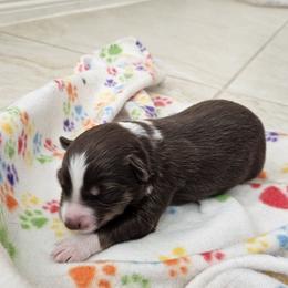 RTM - Red tri-color male Australian Shepherd puppy in Magnolia, Texas from Oasam Aussies