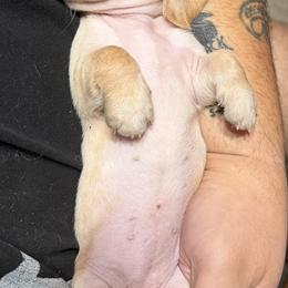 Dachshund Puppies from Witchy Woman’s Wiener’s