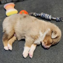 Jackson - Red merle male Australian Shepherd puppy in Athens, Tennessee from Mimi's Aussie