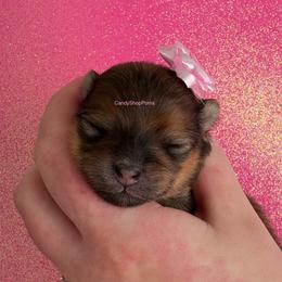 Flirt x Easy Girl - Orange sable female Pomeranian puppy in Lehi, Utah from Candy Shop Poms