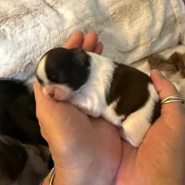 Gracie - Tricolor female Shih Tzu puppy in Glens Falls, New York from Shih Tzus N Giggles