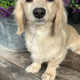 Elsa - Dachshund