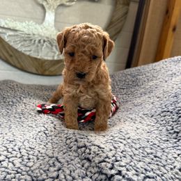 Pongo - Cream male Goldendoodle puppy in Deer Park, Washington from Doodle Paw Ranch