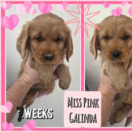 Galinda - Dark golden female Golden Retriever puppy in Driggs, Idaho from SK Golden Retrievers