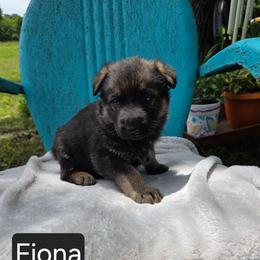 Fiona - Sable female German Shepherd puppy in Cave City, Arkansas from Bayou Valley Shepherds and American Hunt Terriers