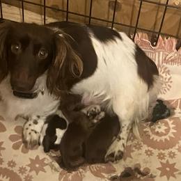 Molly - Chocolate and tan female Dachshund puppy in Sharon Springs, New York from Show Us The Way Homestead