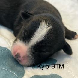 Kylo - Black tri male Miniature Australian Shepherd puppy in Denair, California from CenCal Mini Aussies