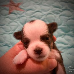 Chihuahua Puppies from TipTop Chihuahuas