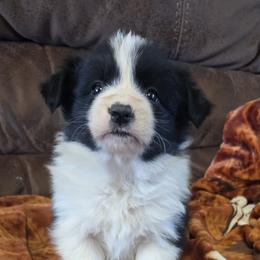 Girl 2 Champion lines AKC - Black and white female Border Collie puppy in Newalla, Oklahoma from Roughstock Border Collies and Dachshunds