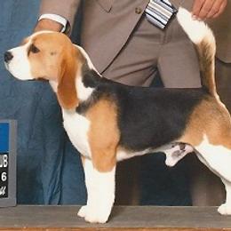 Beagles and English Foxhounds from Desperado Beagles & English Foxhounds