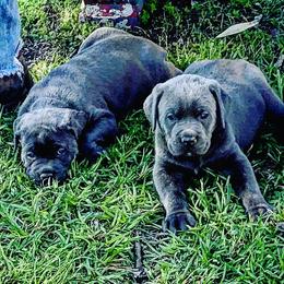 Cane Corso Puppies from Top Gun Cane Corso