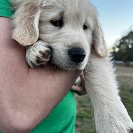 Golden Retriever Puppies from Panhandle PawsNClaws