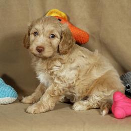 Hera - Cream female Aussiedoodle puppy in Colonial Beach, Virginia from Bristol Mine Kennels
