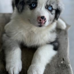 Australian Shepherd Puppies from Wiggle Butt Inn LLC