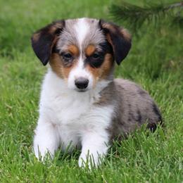 Piper - Blue female Companion Cross puppy in Malad City, Idaho from FreckledCowgirlPuppies