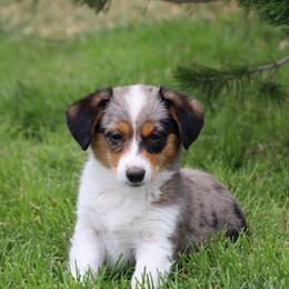 Piper - Blue female Companion Cross puppy in Malad City, Idaho from FreckledCowgirlPuppies