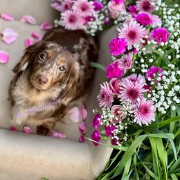Roxy - Dachshund
