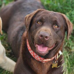 Leya - Labrador Retriever