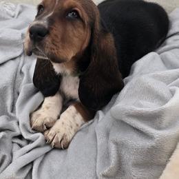 Green Collar - Black brown and white male Basset Hound puppy in Snow Camp, North Carolina from V's Southern Angels