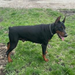 Fiona - Doberman Pinscher