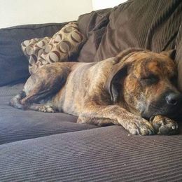 Catahoula Leopard Dog All Grown Up from Kassie's Catahoulas