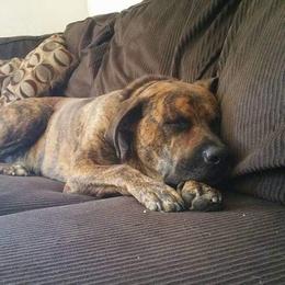 Catahoula Leopard Dog All Grown Up from Kassie's Catahoulas